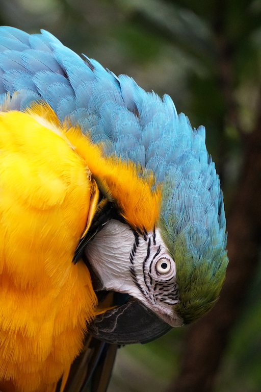 Nature In Class B By David Lewis For Parrot Preening And Justifiably So NOV-2018.jpg